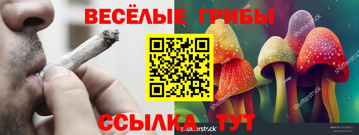 Галлюциногенные грибы Psilocybine cubensis Красногорск